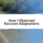 How I Observed Raccoon Adaptations