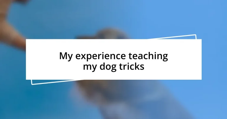 My experience teaching my dog tricks